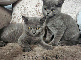 British blue shorthairs LAST 2 MALES PRICE REDUCED