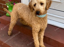 VET CHECKED STUNNING F1 MINIATURE GOLDENDOODLES