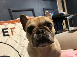 French bulldog for sale