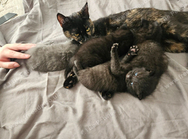 Lovely kittens looking for 5* homes