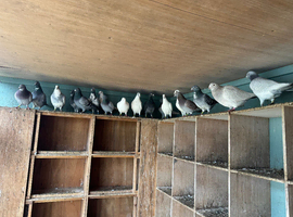 Pigeons
