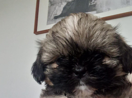 Shih Tzu Puppy