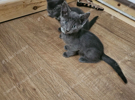 Kittens for sale