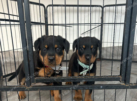2 big Rottweiler puppies available
