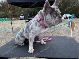 K.c French bulldog female