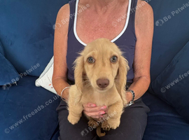 Cream long haired mini dachshund pups