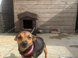 Miniature black and tan Jack Russell