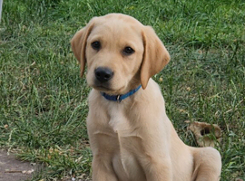Last Male Labrador Pup