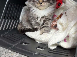 Willow looking for her forever loving home