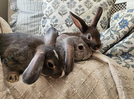 Baby Bunnies 2 girls 1 boy