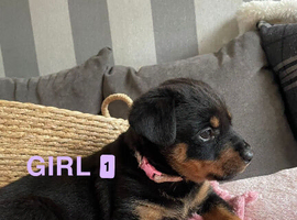 Beautiful Rottweiler Puppies