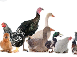 Unwanted poultry