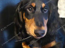 Long hair Dachshurd