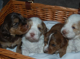 Cockapoo Puppies Family Raised And Full Of Joy