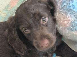 gorgeous cockapoo puppies only 3 girls left