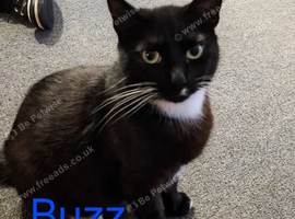 Adults cats need rehoming still available 25/7