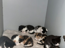 Kittens