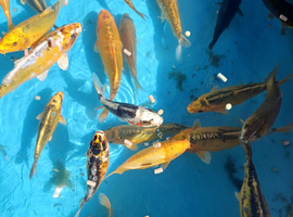 Koi carp
