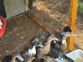 Ducklings