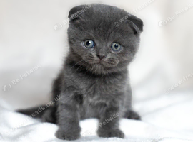 Scottish fold/straight kittens