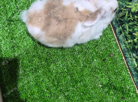 4 month old lop eared rabbits