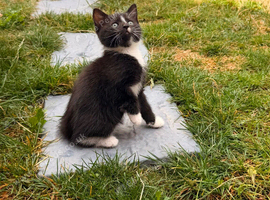Male kittens for sale