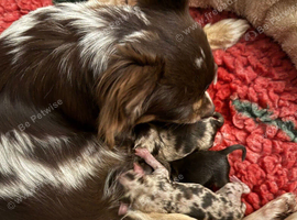 Adorable Chihuahua Puppies Looking for Their Forever Homes
