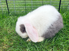 Minilops