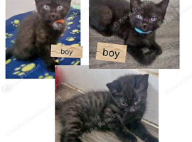 3 kittens ready for new homes.