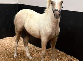 Palomino Section C Colt