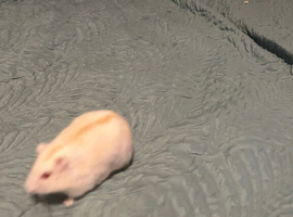 Diablo Russian dwarf hampster with cage and accessories