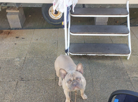 frenchie male for sale 2 yr old