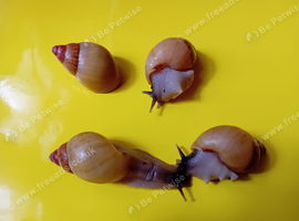 ZANZIBAR GIANT AFRICAN LAND SNAILS