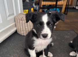 Beautiful Border collie puppies