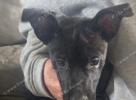 Male puppy