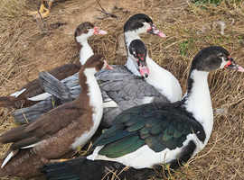 MUSCOVEY DUCKS