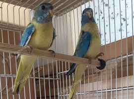 Splendid Parakeets
