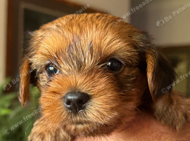 SuperHealth tested Ocean Pearl/coloured Yorkshire Terriers
