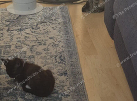 3 x cross breed kitten