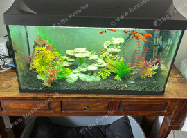 Tropical fish and tank