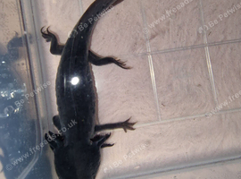 Melanoid Axolotl (4 months old )
