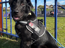 Dog for rehome