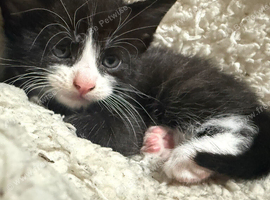 Beautiful litter of kittens