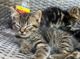 Beautiful tabby&rsquo;s