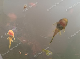 Plecos