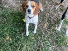 2 year old beagle