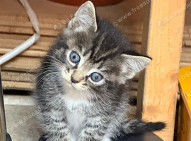 Kittens