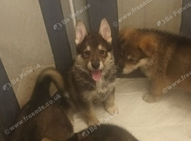 Beautiful girl available
