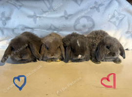 Mini lop baby bunnies