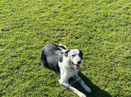 Working Border Collie Stud